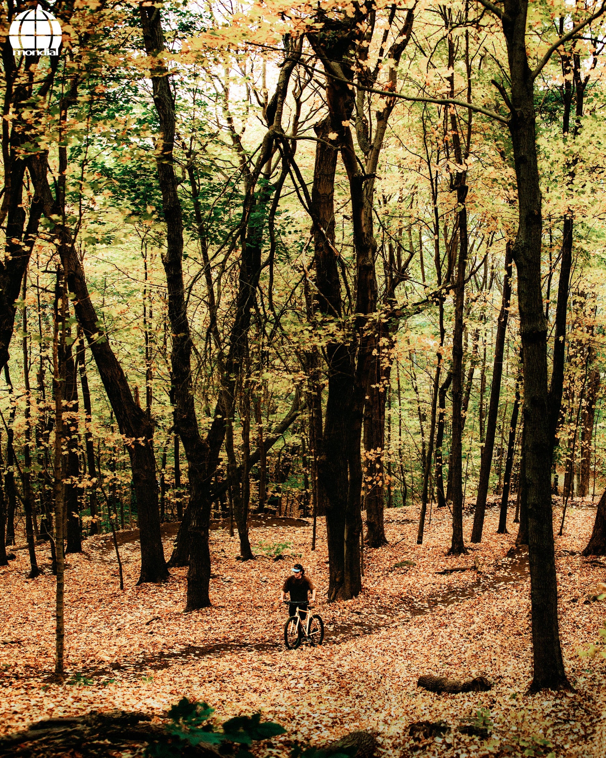 MONDIAL Frameset Frame  Atelier Olympia